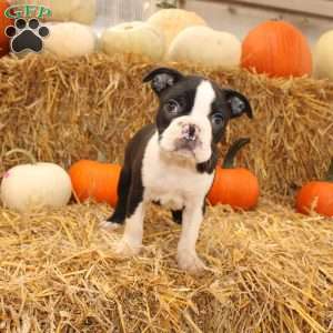 Jared, Boston Terrier Puppy